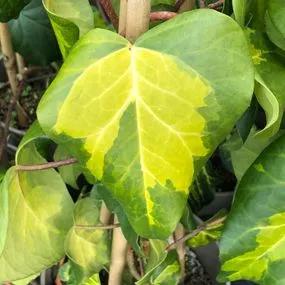 Sulphur Heart Persian Ivy Plants (Hedera colchica Sulphur Heart - Paddys Pride) 4